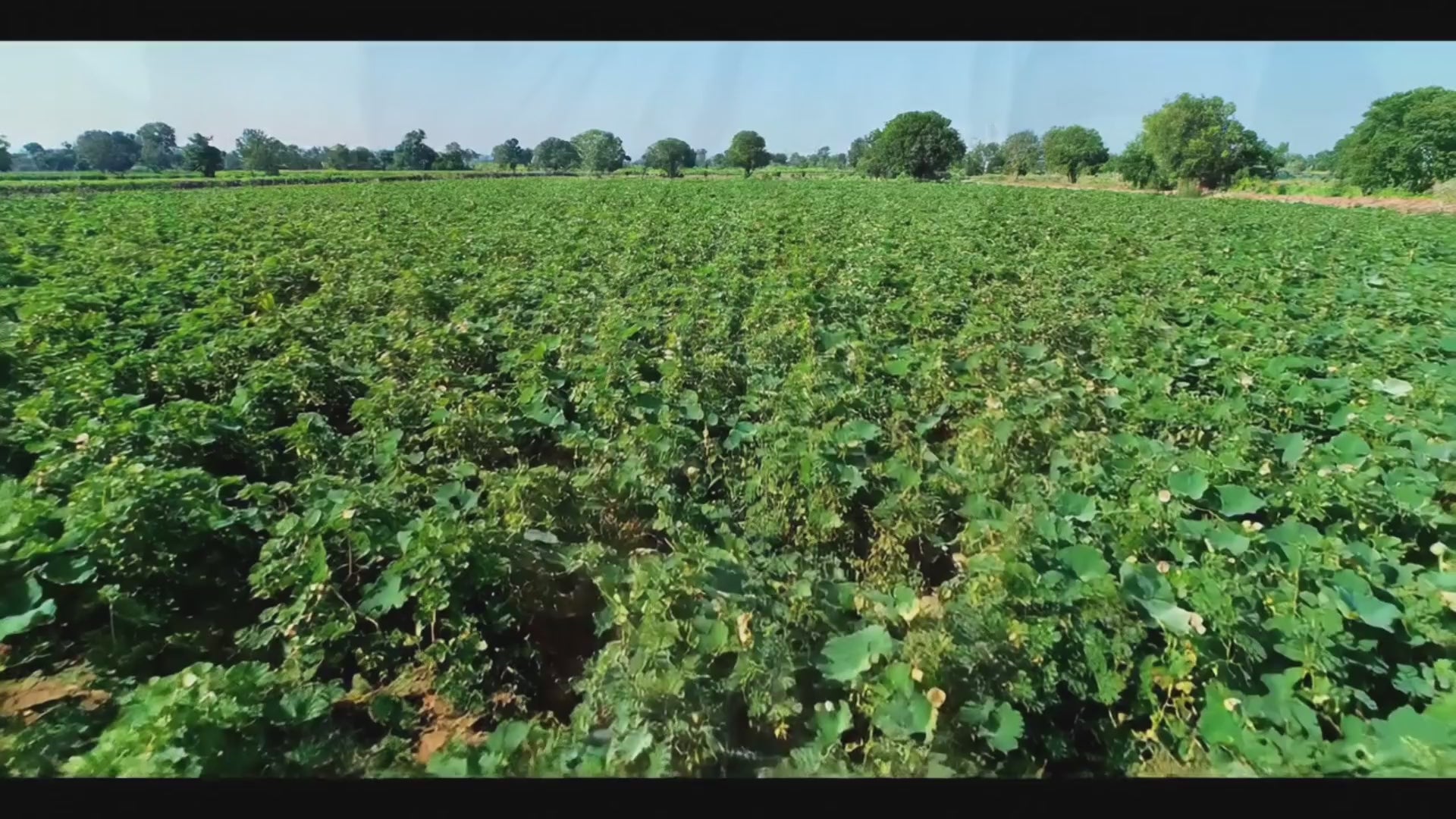 ORGANIC NUTTY MAKHANA RAW